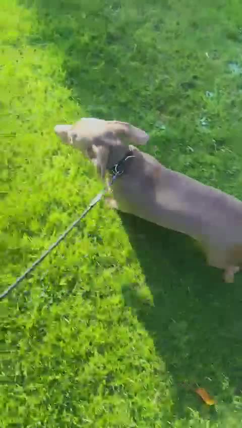 Miniature Dachshund dogs for sale: Isabella miniature dachshund female  - Video 1