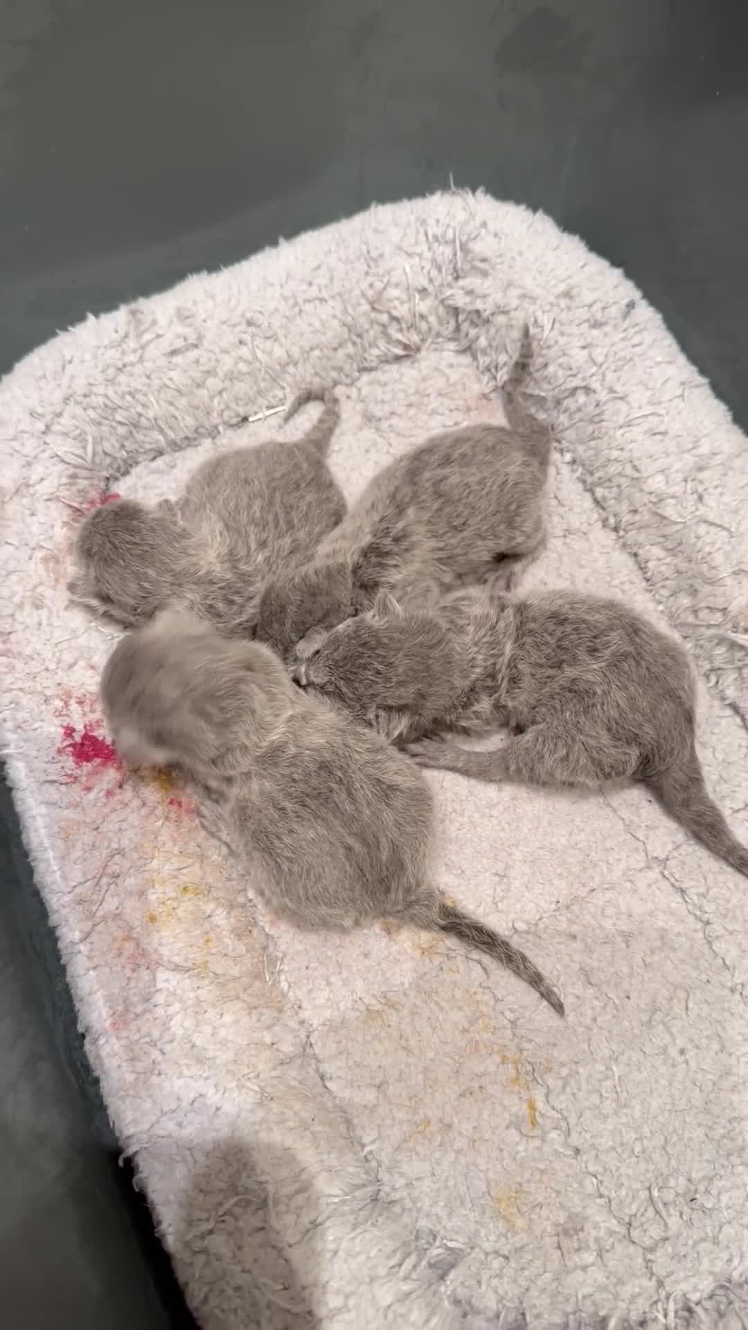 Russian Blue cats for sale: Beautiful Russian Blue Kitten for Sale tica pedig in London - Video 1