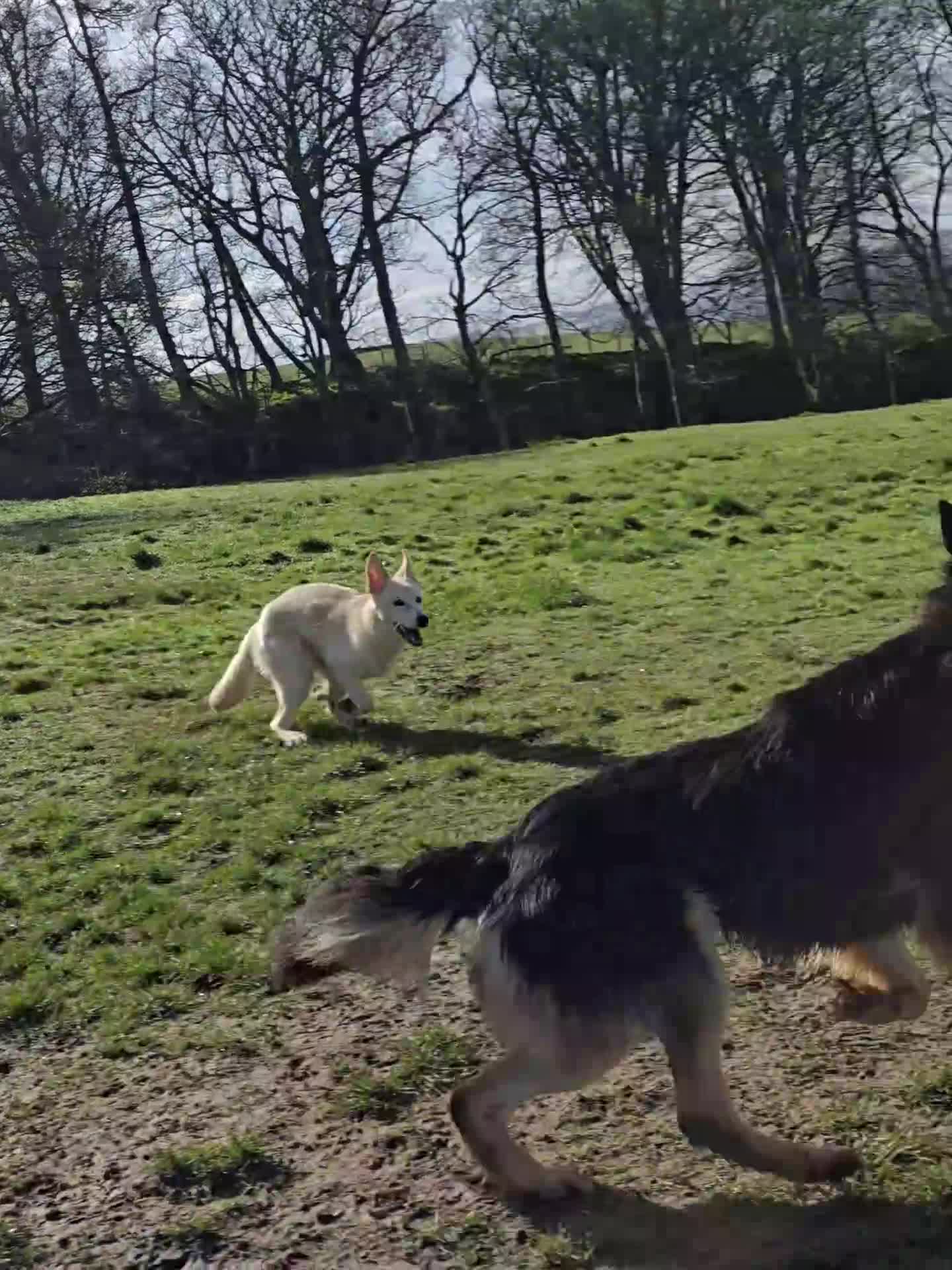 German Shepherd dogs for sale: German shepherd's for sale  in Dumbarton - Video 4