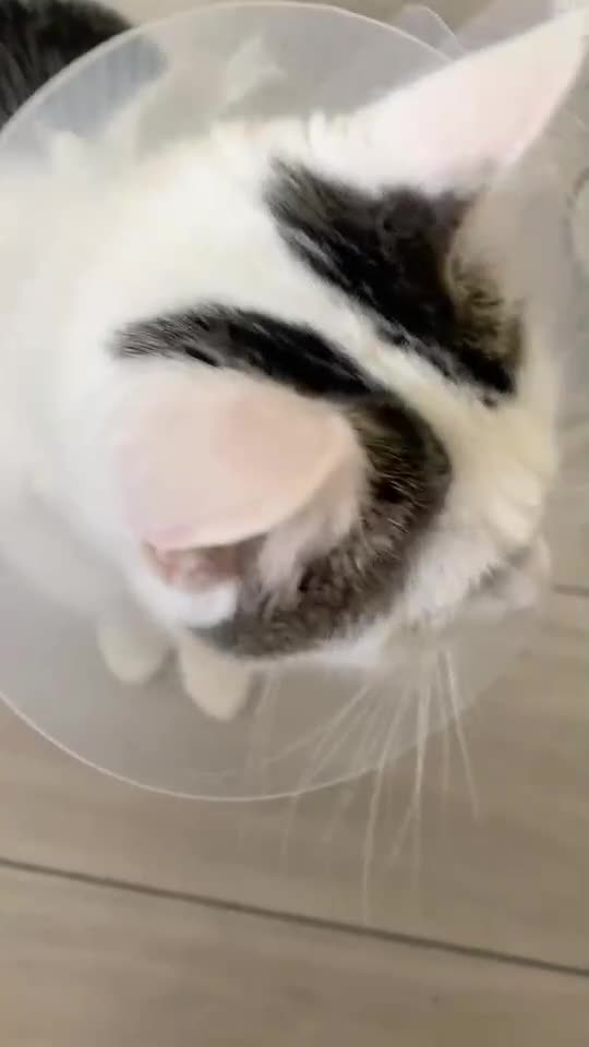 Domestic Shorthair cats for sale: Domestic Cow-Patterned Female Cat found Loving - Video 4