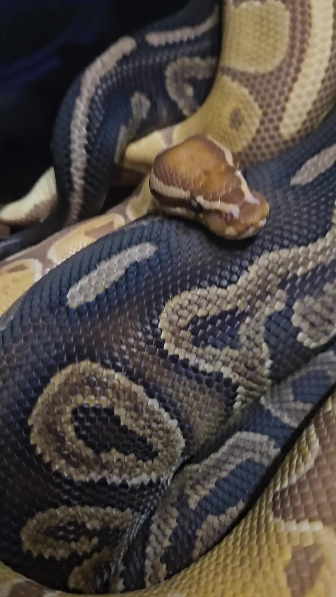 Python Snake reptiles for sale: Ultramel proven breeder male - Video 1