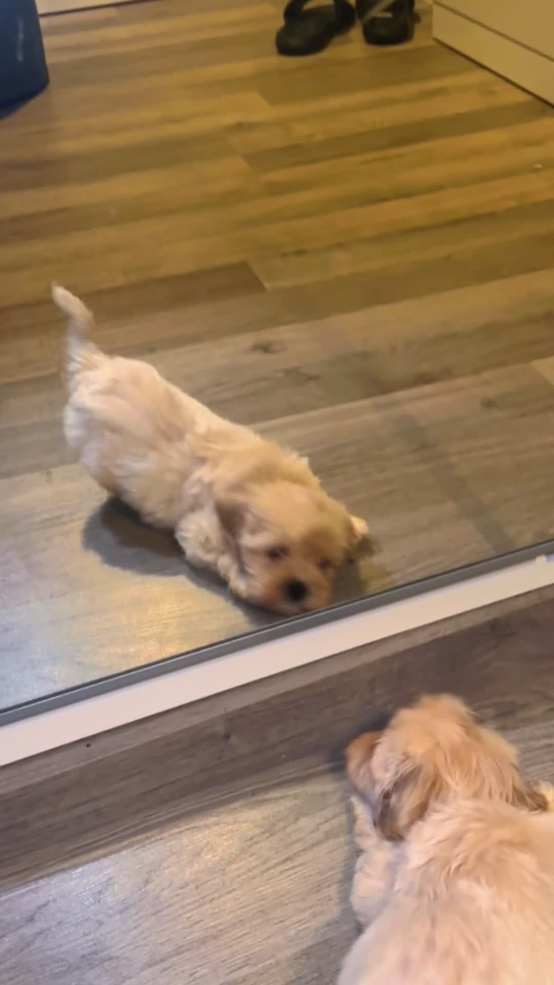 Maltipoo dogs for sale: Beautiful Maltipoo With All Essentials £750 - Video 1