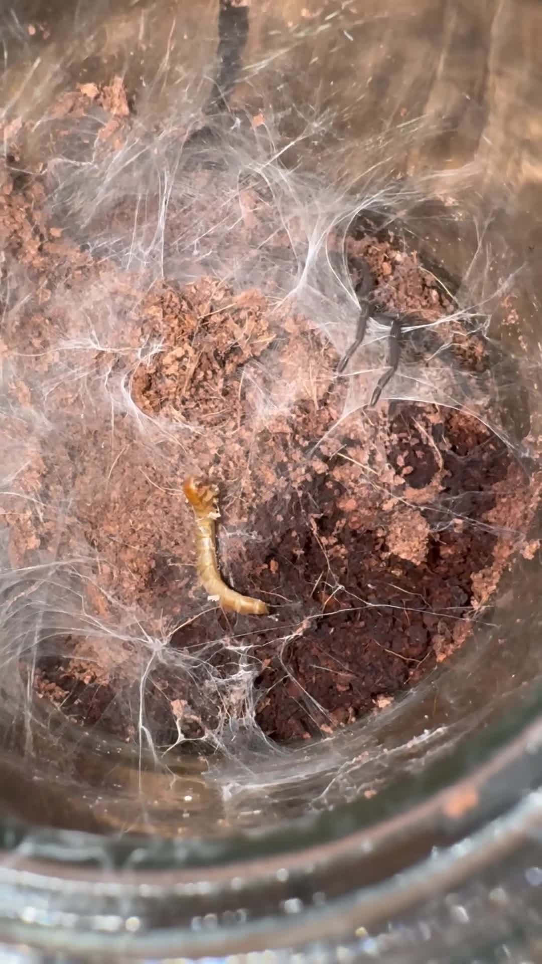 Tarantulas invertebrates for sale: 4 Tarantulas for sale!  - Video 2