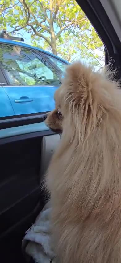 Pomeranian dogs for sale: Gorgeous KC Pomeranian Puppies, Boy & Girl Ready - Video 1