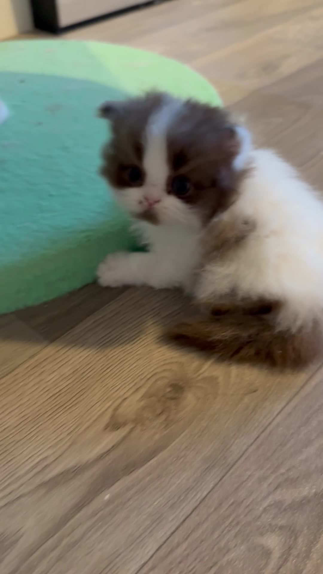 British Shorthair cats for sale: Champion line British longhair  - Video 3