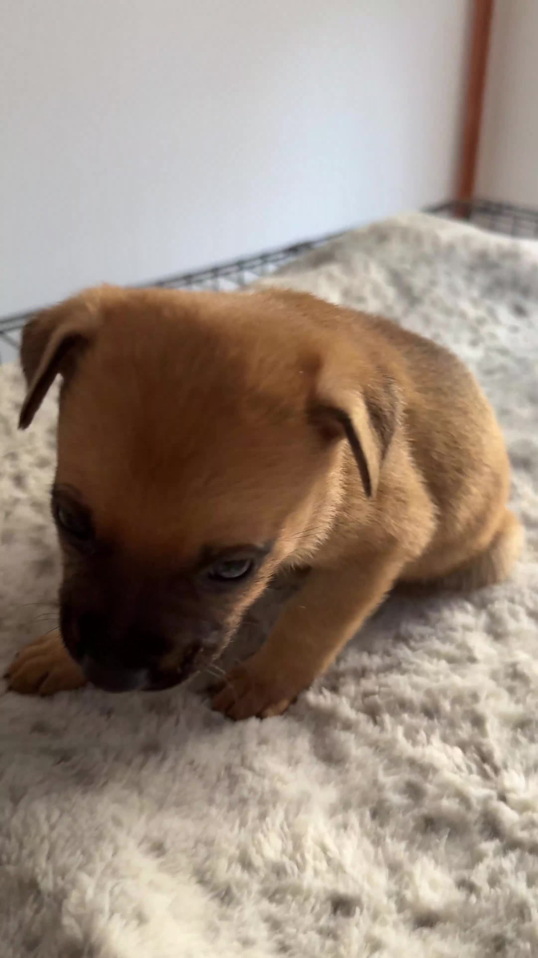 Mixed Breed dogs for sale: German Shepherd cross American bulldog puppies - Video 1