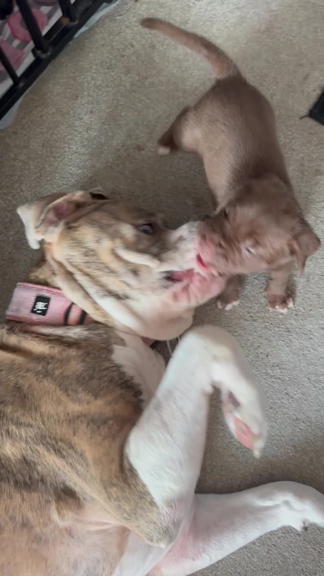Mixed Breed dogs for sale: Beautiful American bulldog x cane corso puppies - Video 2