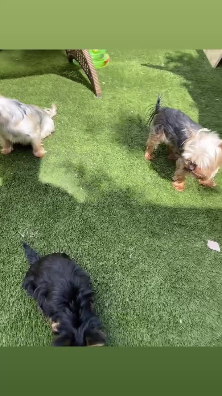 Yorkshire Terrier dogs for sale: Yorkshire Terrier boy  - Video 1