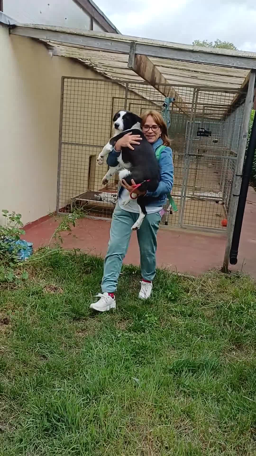 Mixed Breed dogs for adoption: Meet PANDA - a Superb Young Boy for a Loving Home in Leicester - Video 2