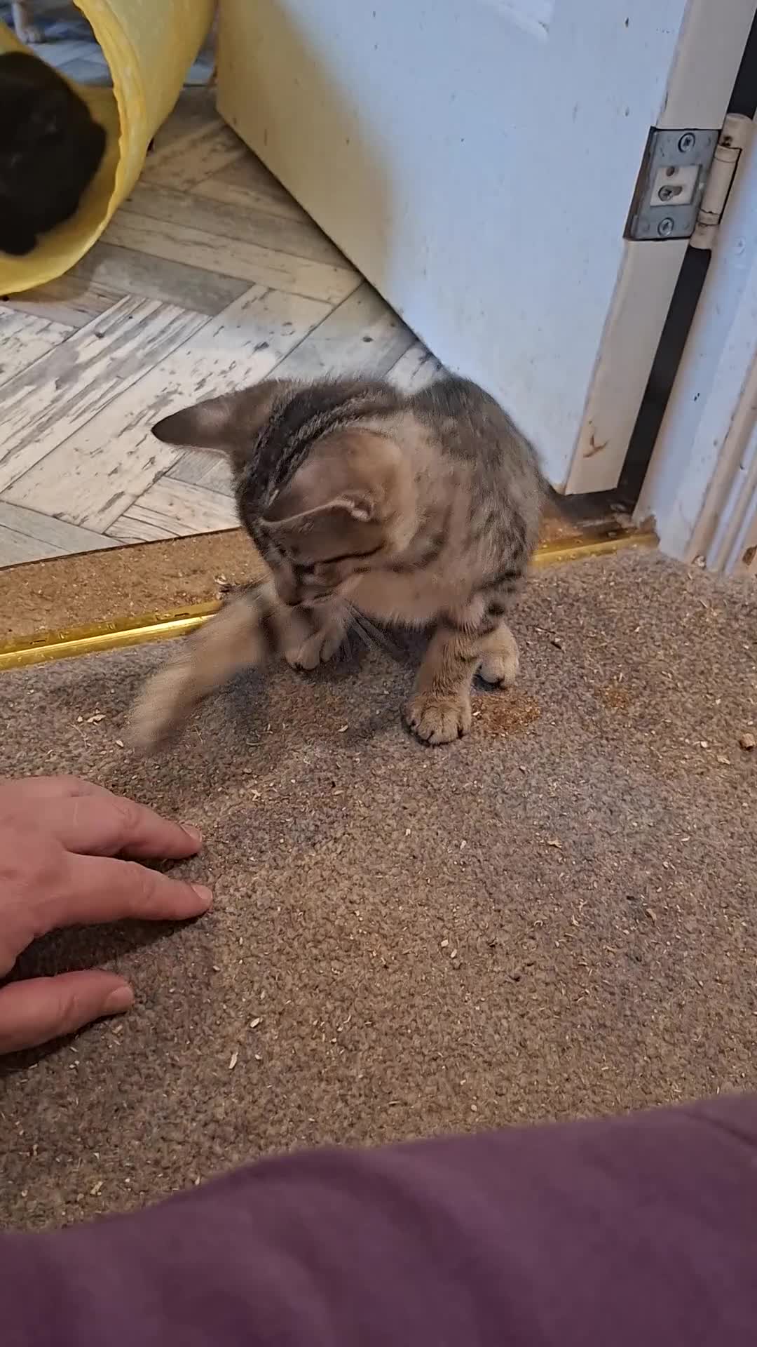 Oriental cats for sale: Beautiful Oriental Cross kittens - Video 1