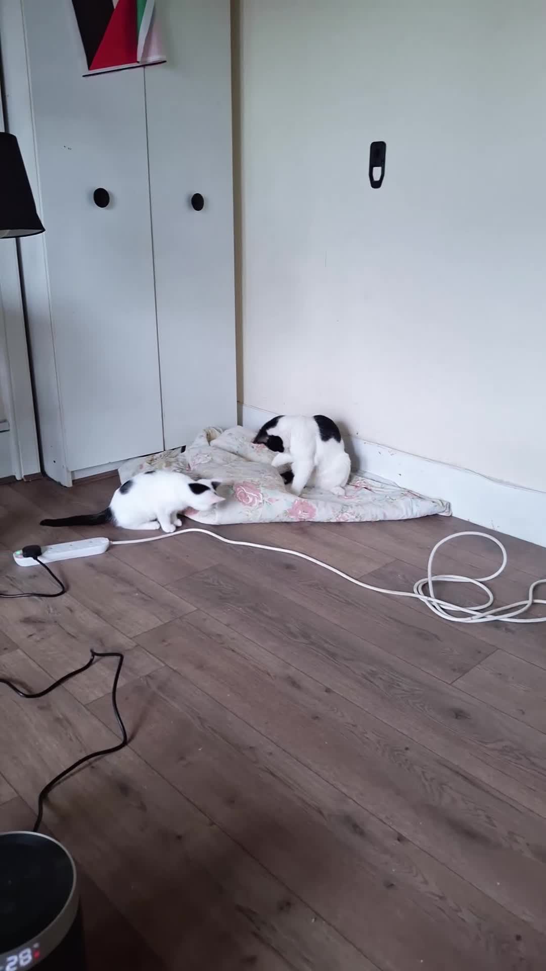 Mixed Breed cats for sale: Tina & Nina fully vaccinated kittens - Video 1