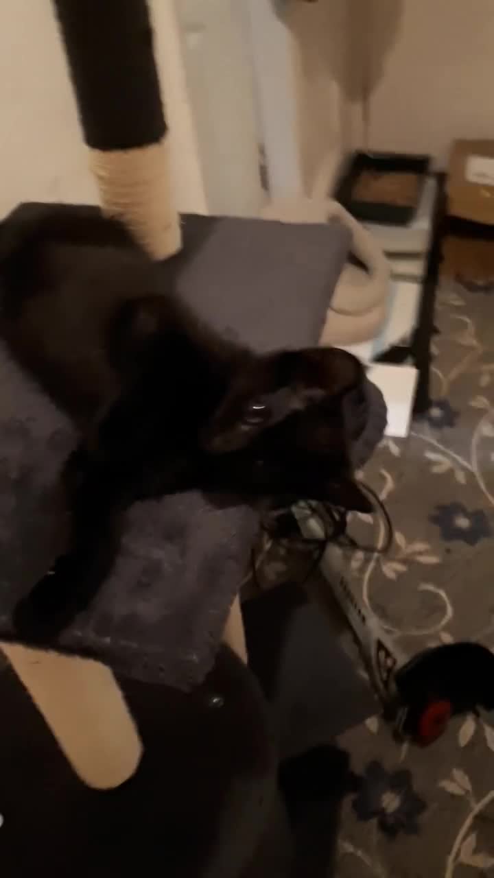 European cats for sale: Four Beautiful Kittens Looking For A Loving Homes - Video 1