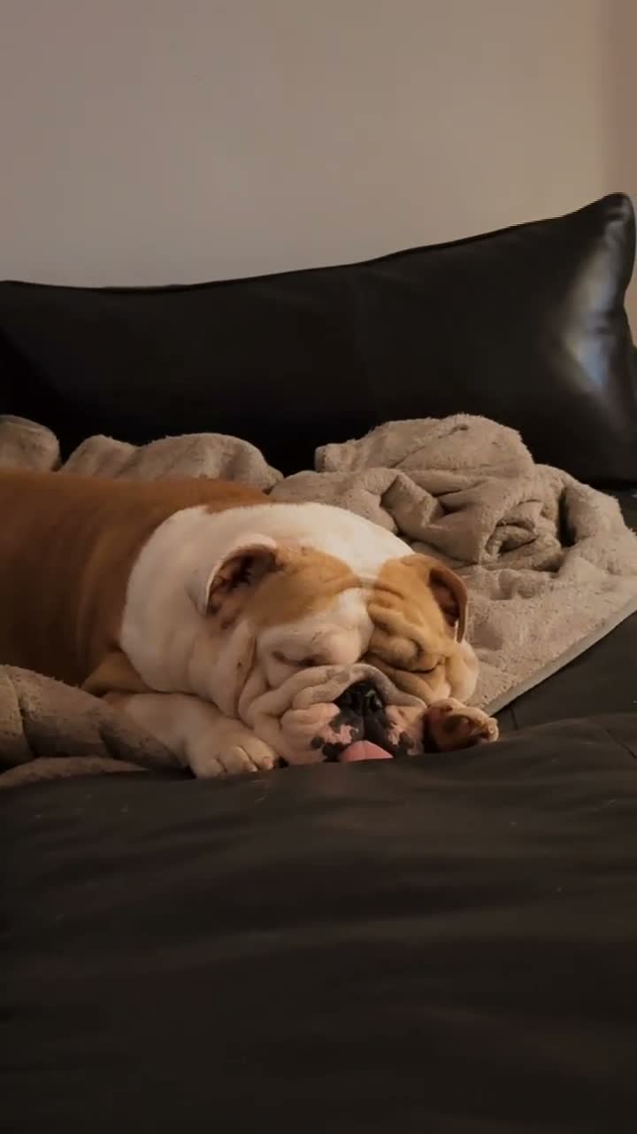 English Bulldog dogs for sale: Stunning KC standard (proper) bulldog puppies! - Video 1
