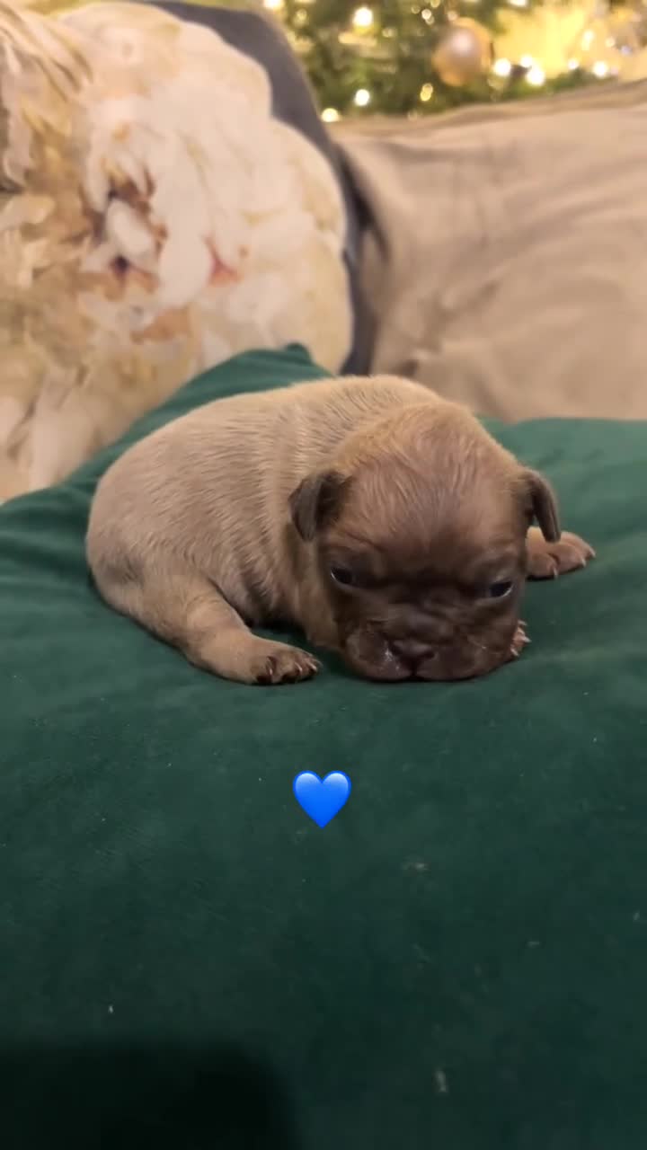 French Bulldog dogs for sale: Litter of French bulldogs  - Video 3