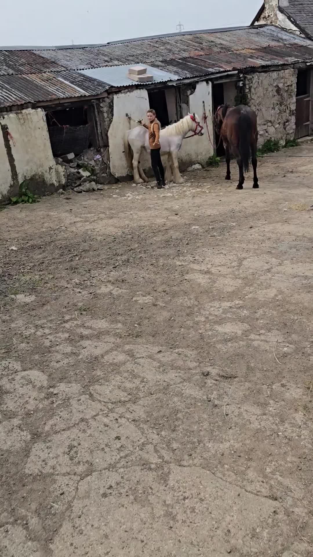 Irish Cob horses for sale: super friendly TGCA filly - Video 1