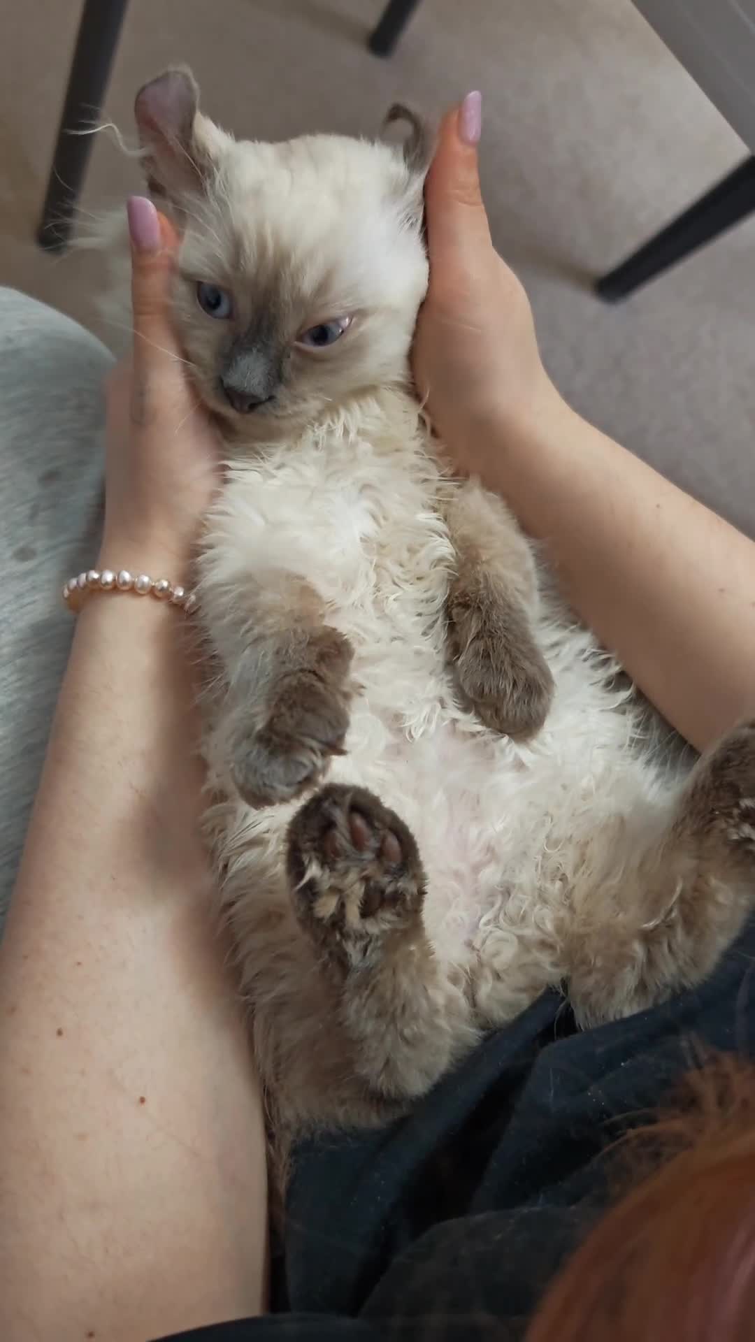 American Curl cats for sale: RARE, Unique, Affectionate American Curl Kittens!  - Video 5