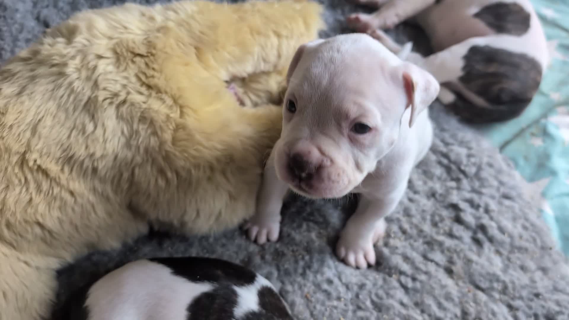 American Bulldog dogs for sale: American bulldog puppies - Video 4