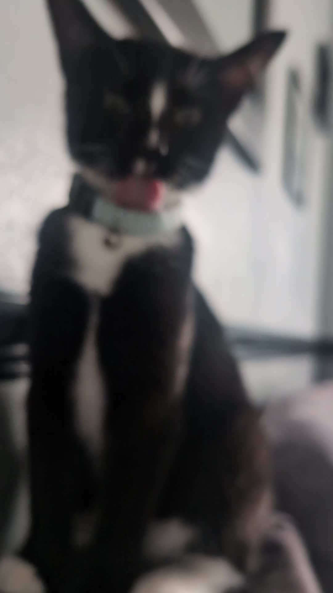 Mixed Breed cats for sale: Cat for sale - Video 1