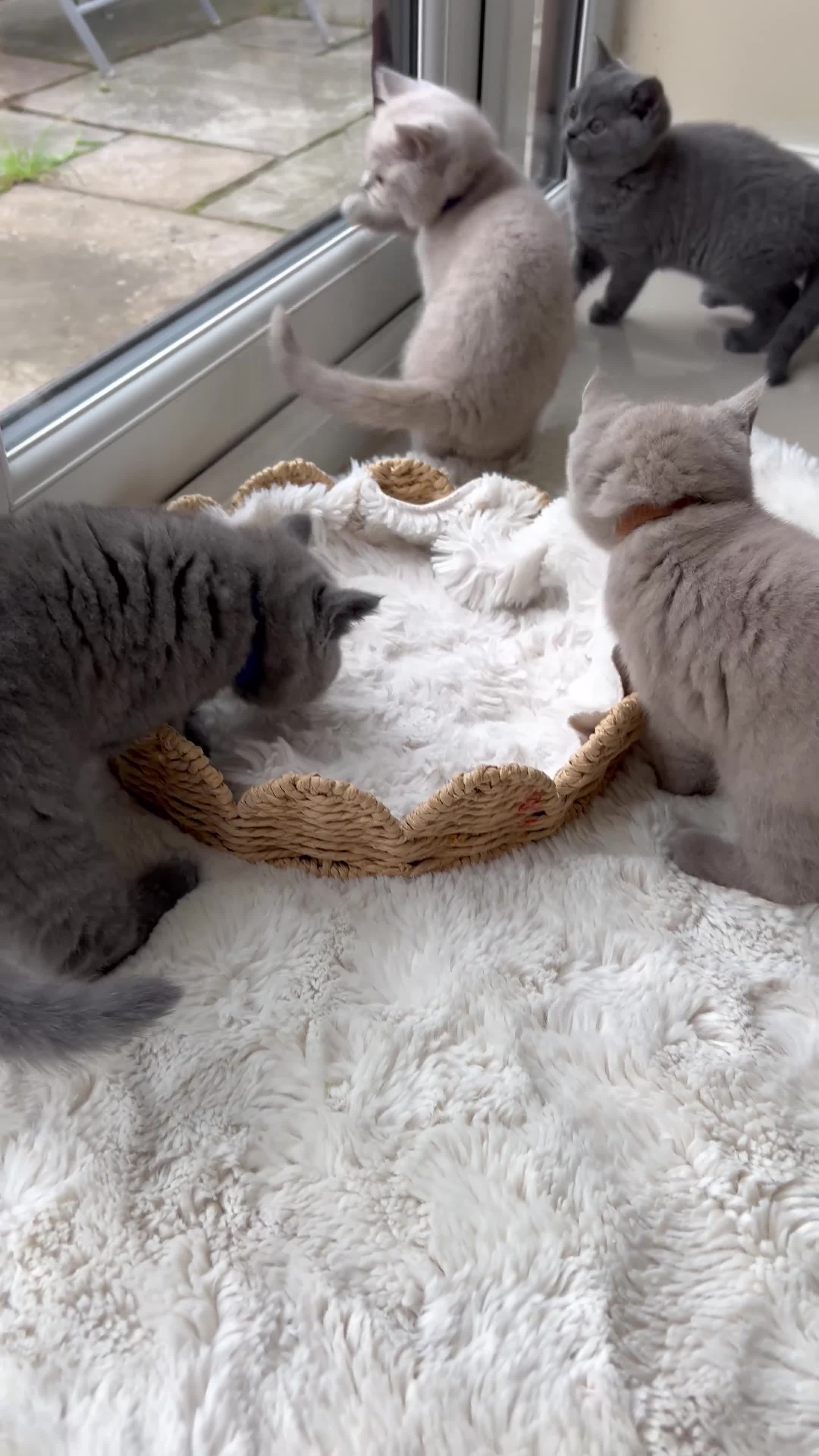 British Shorthair cats for sale: British shorthair kittens - Video 1