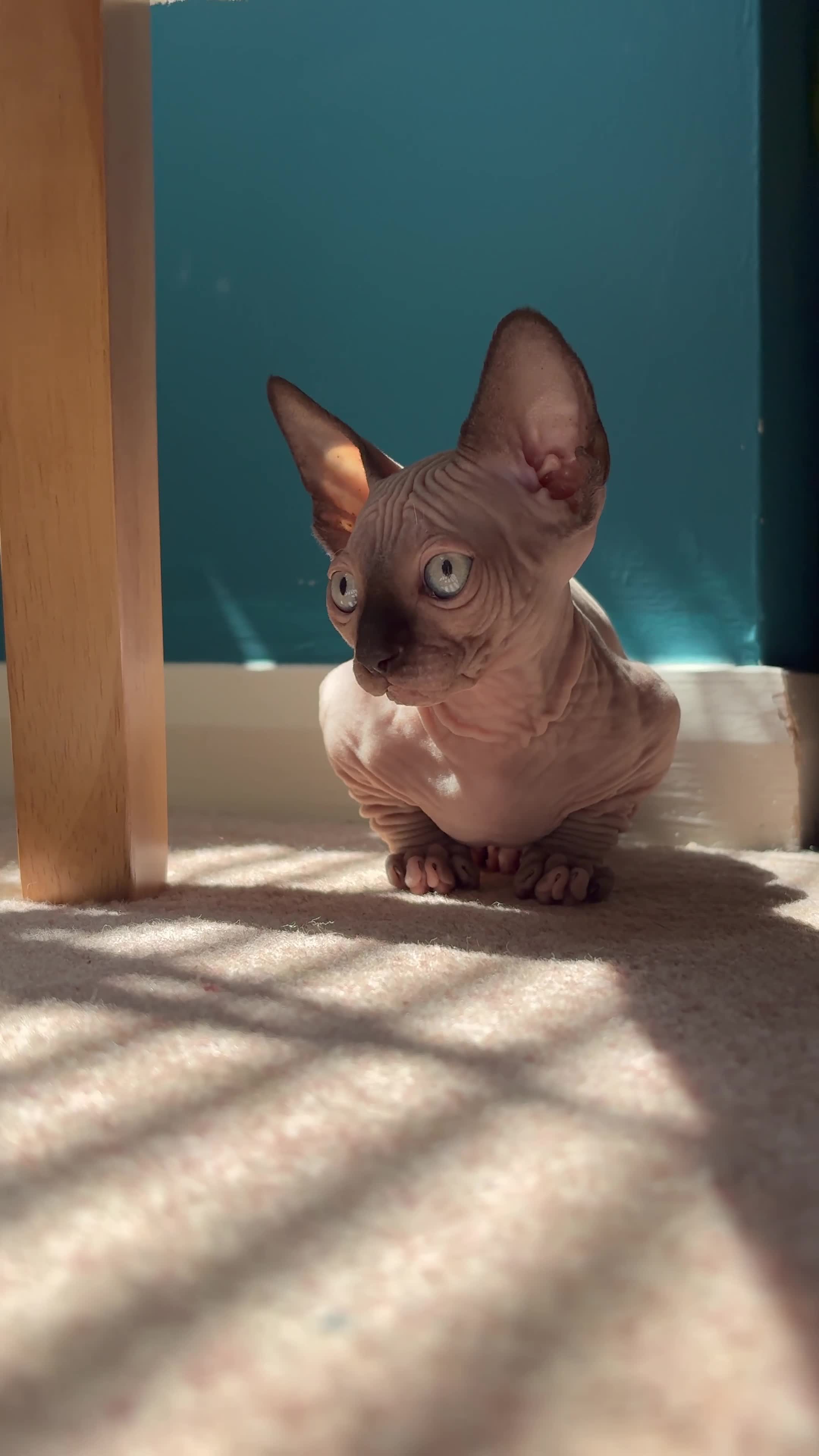Sphynx cats for sale: Sphynx bambino kittens available 🐈‍⬛🐈 - Video 1