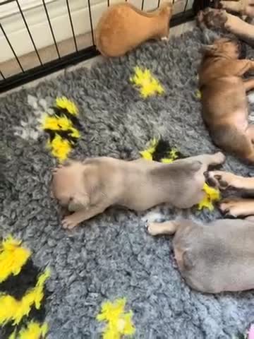 French Bulldog dogs for sale: 2Girls @ 2Boys French bulldogs  in Worksop - Video 1