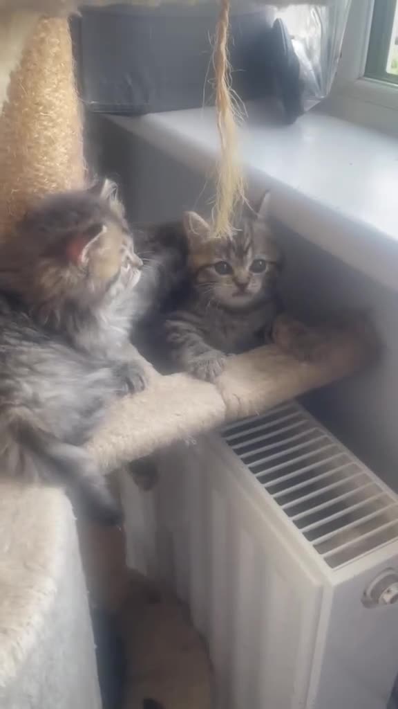 Persian cats for sale: Beautiful Persian X kittens for sale  - Video 2