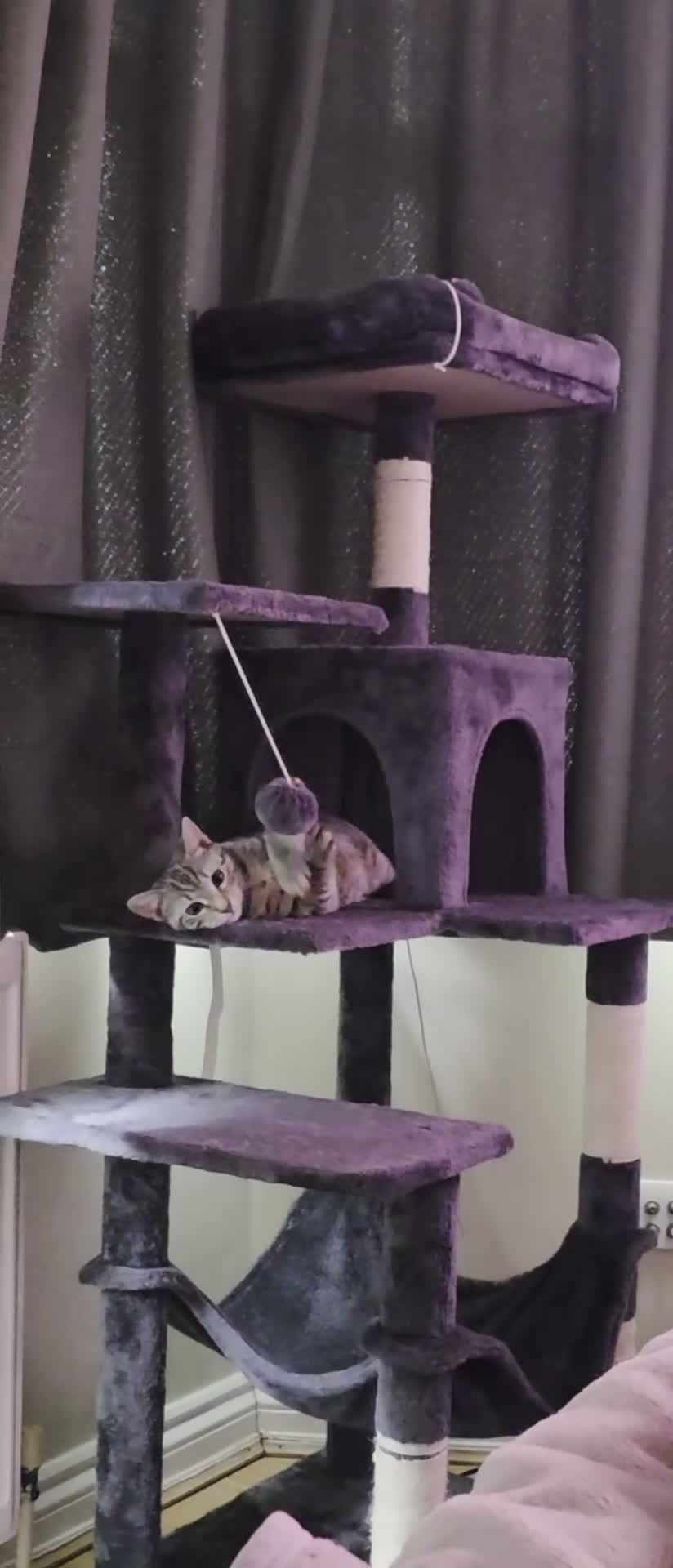 Domestic Shorthair cats for sale: 6-month-old female cat for adoption FREE! - Video 1
