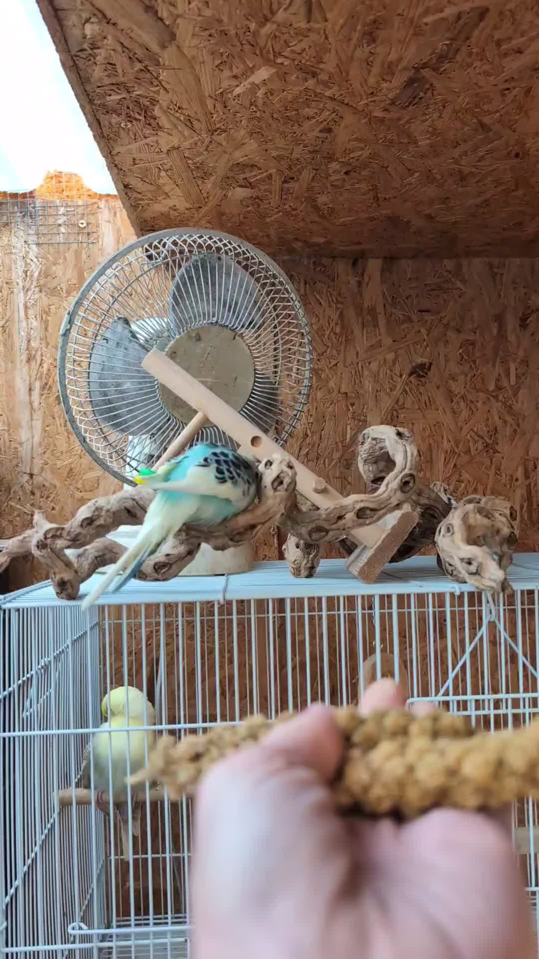 Budgerigars birds for sale: Hand tamed baby budgies for sale - Video 4