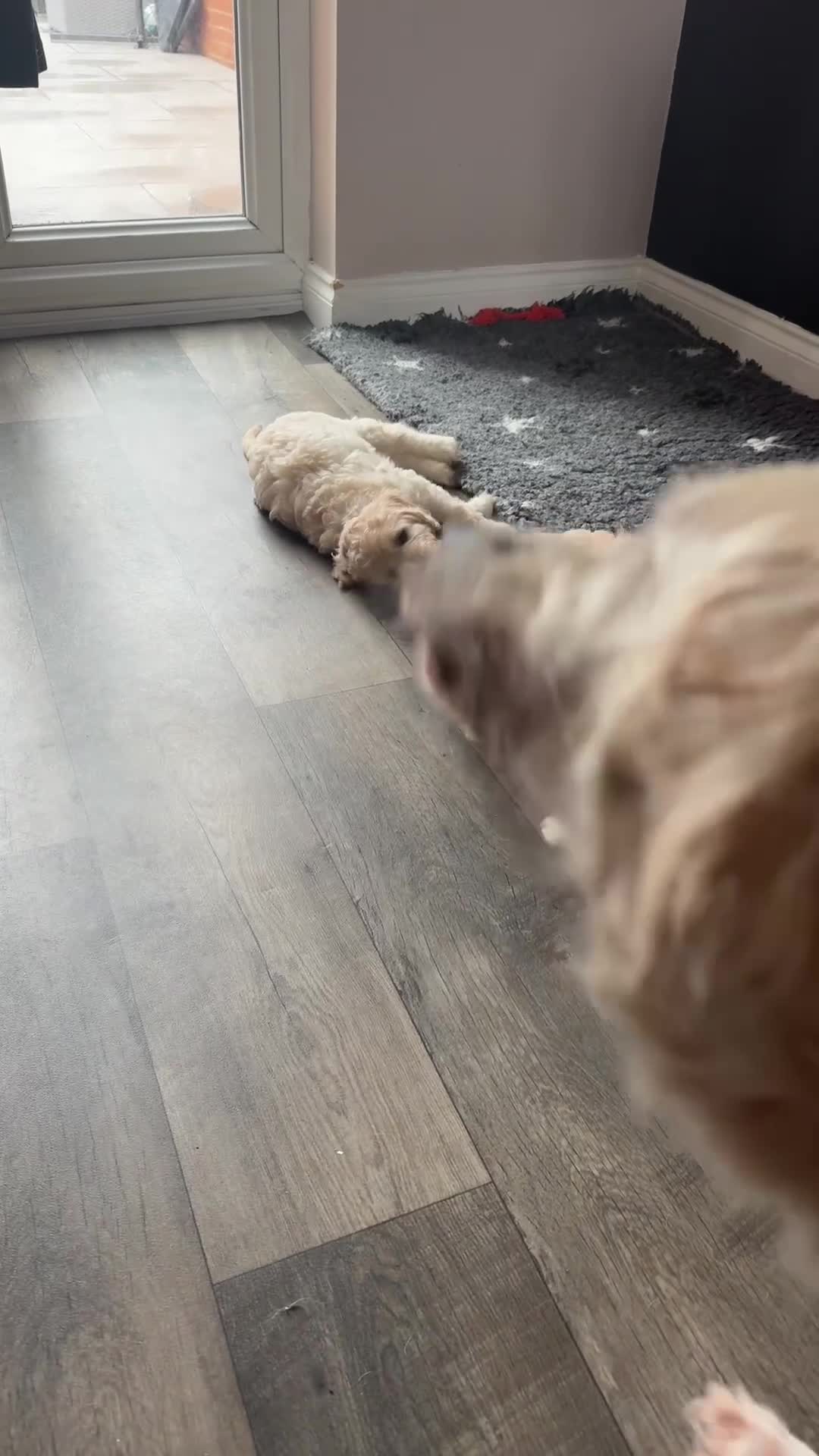 Goldendoodle dogs for sale: 1 girl remaining stunning f1 mini Goldendoodles  - Video 3