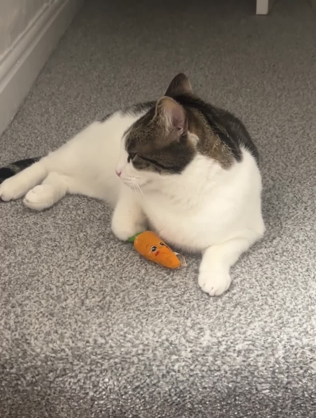 Domestic Shorthair cats for sale: Two beautiful cats looking for a new loving home. - Video 3