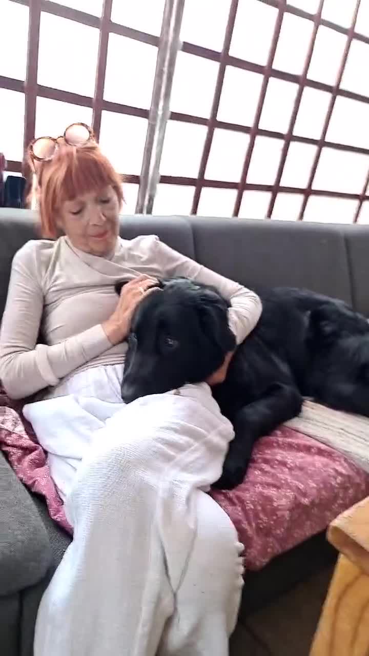Golden Shepherd dogs for sale: ​Jet Black Golden Shepherd Needs Only-Dog Home in Thetford - Video 1