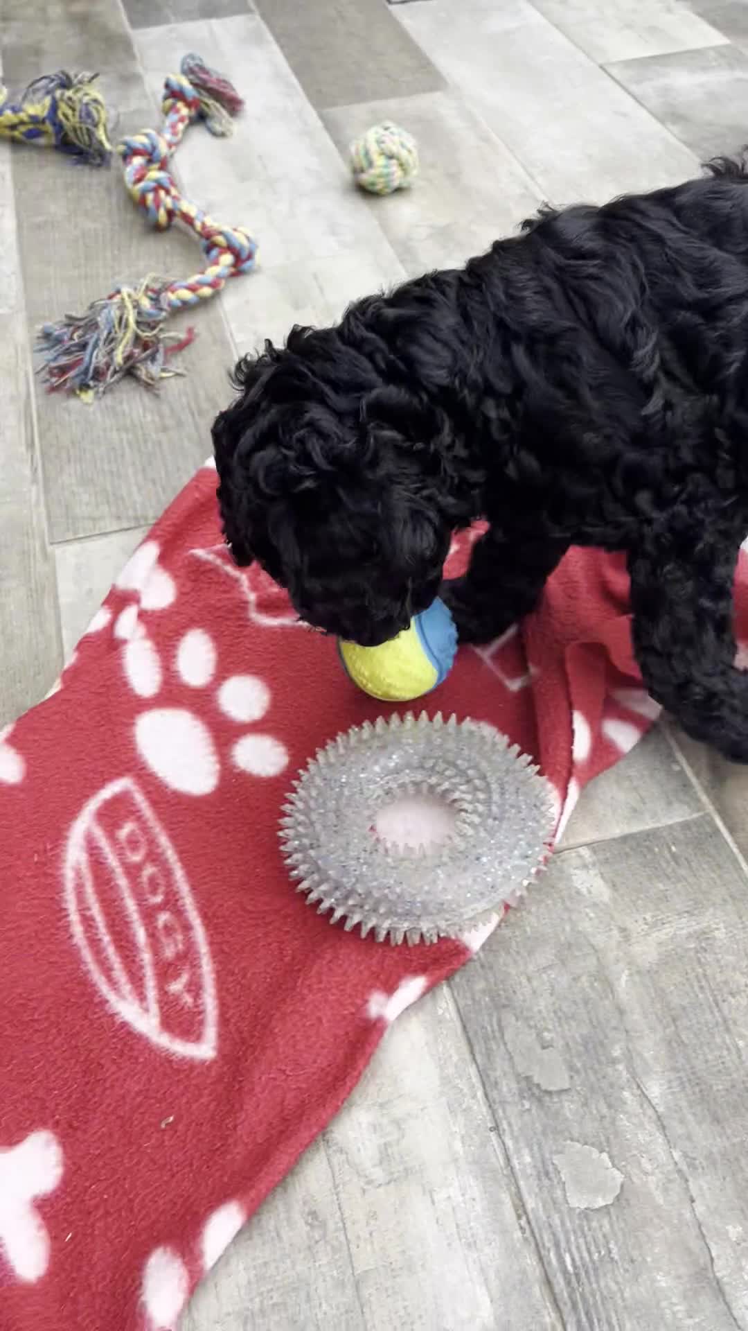 Cockapoo dogs for sale: 🐾REHOMED 🐾 Beautiful Black F1b Cockapoo 🖤 - Video 3