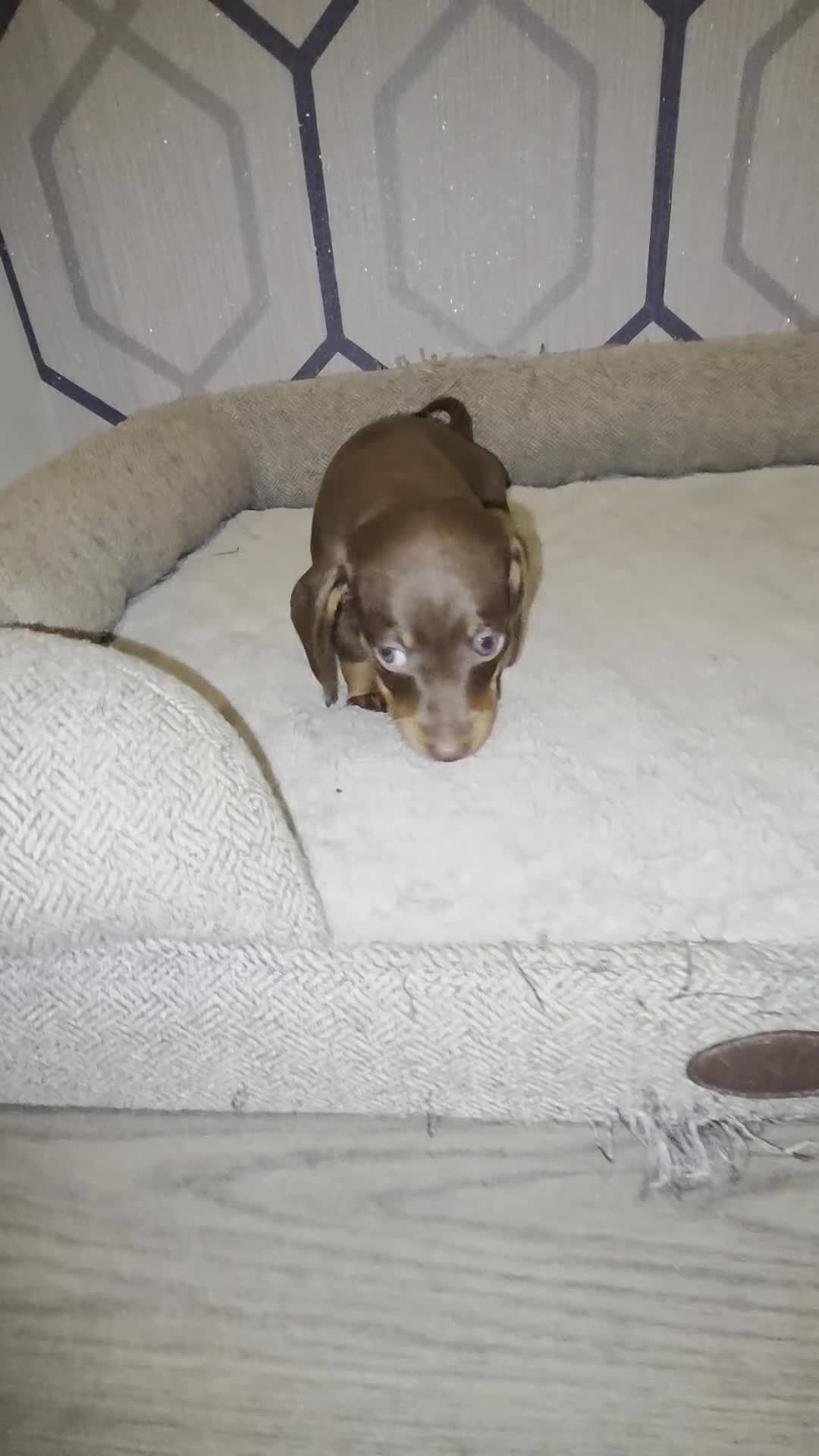 Miniature Dachshund dogs for sale: Kc registered quality mini dachshund puppies - Video 2