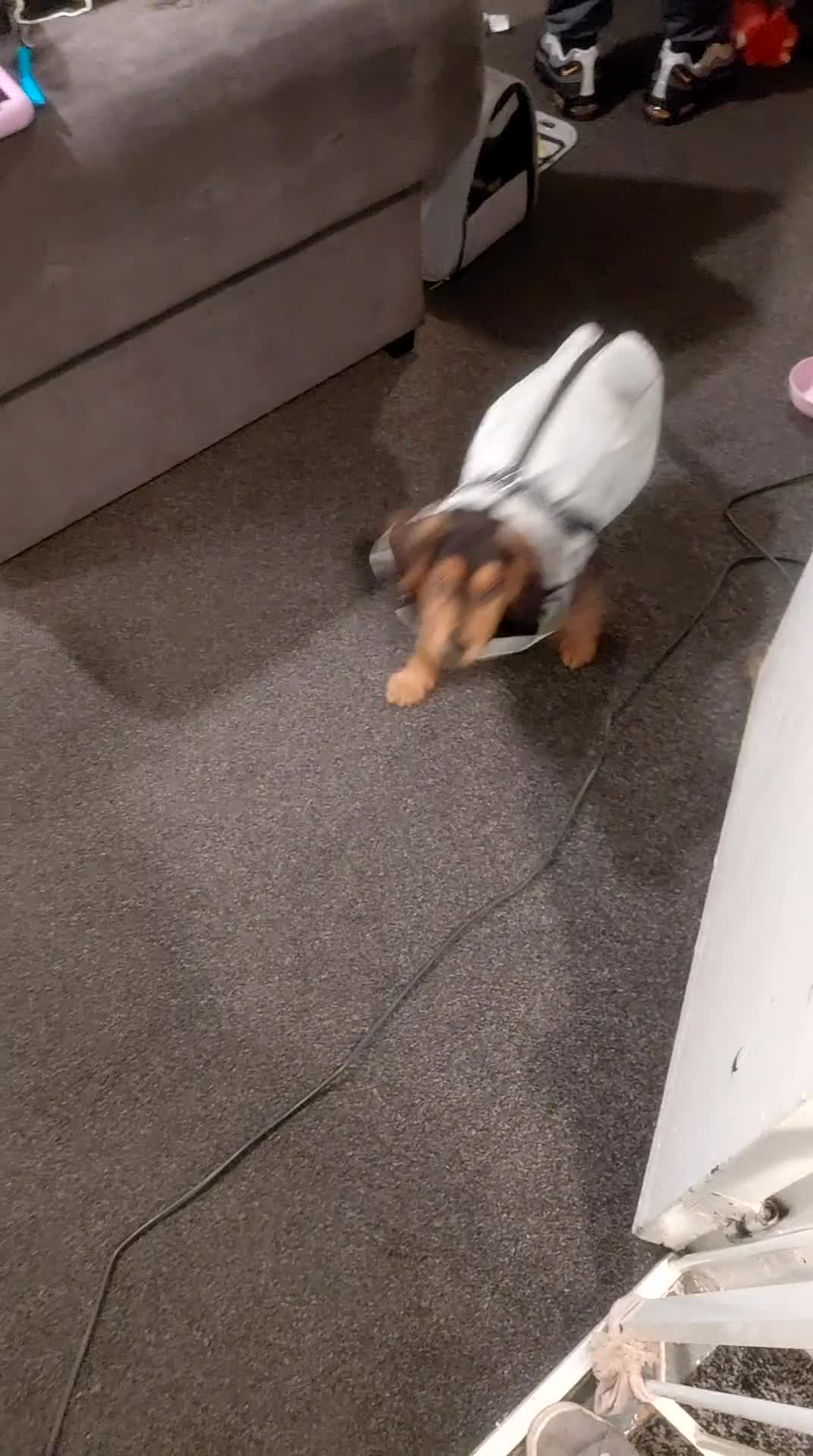 Mixed Breed dogs for sale: 16 week old Cocker Spaniel Mix Puppy 🐾 - Video 1