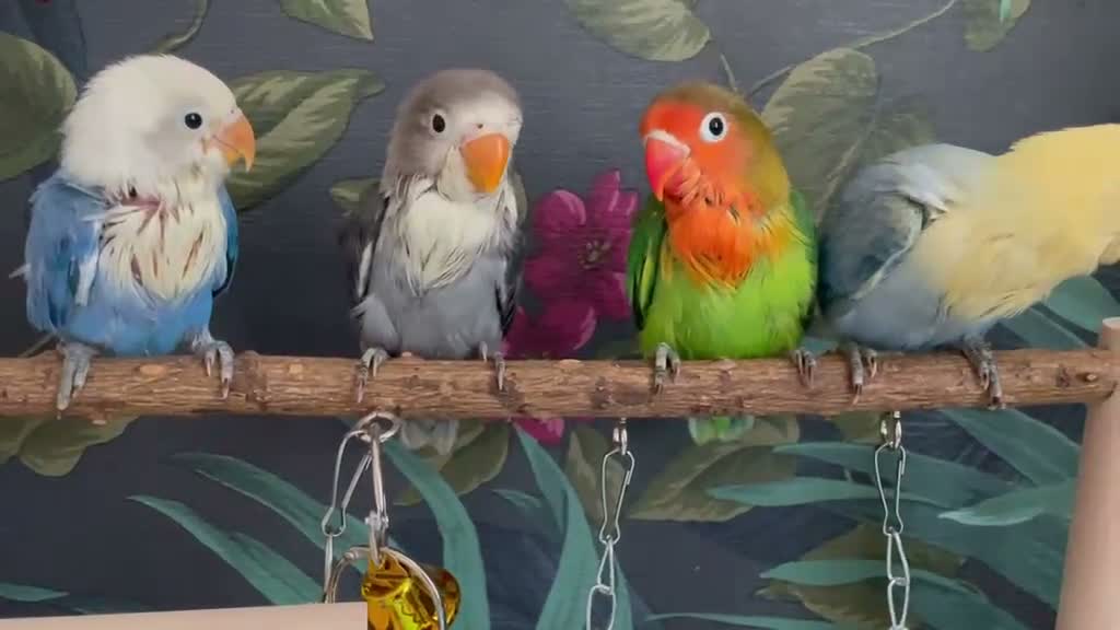 Lovebirds birds for sale: 2 x Baby LoveBirds - Video 1