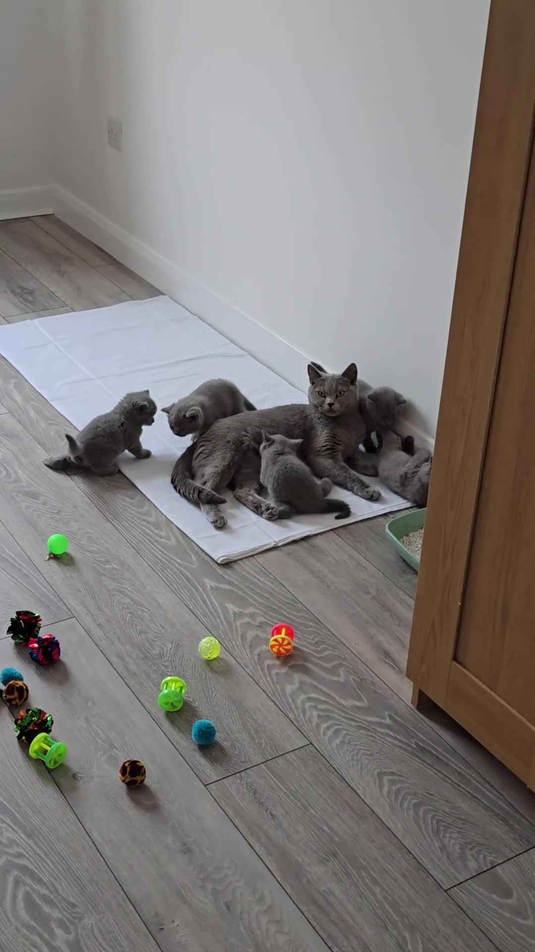 British Shorthair cats for sale: British Blue Shorthair - Video 2