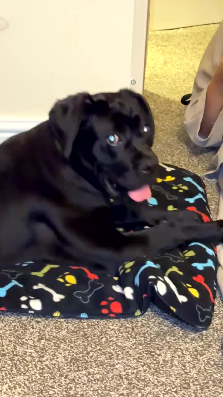 Cane Corso dogs for sale: Cane corso for sale  - Video 3