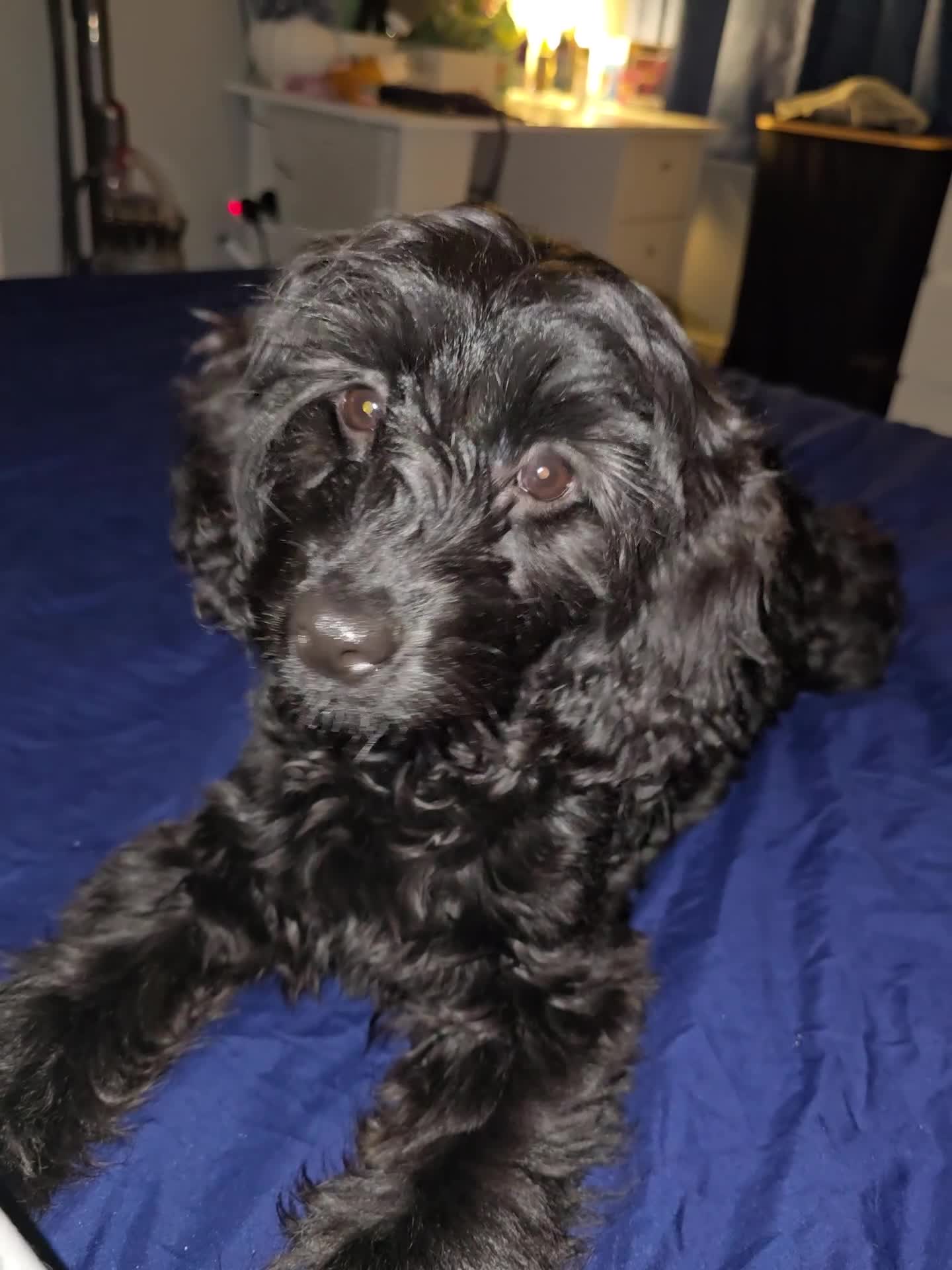 Mixed Breed dogs for sale: Frankie needs a permanent home!! - Video 1