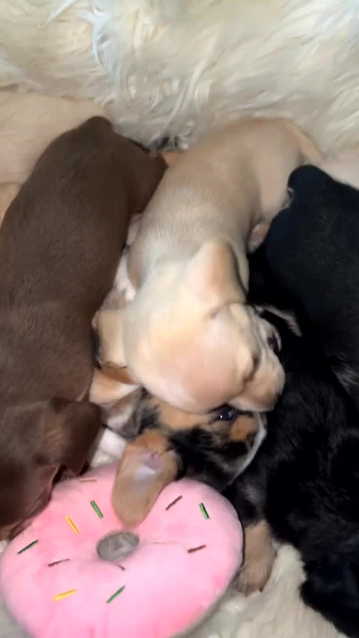 Chiweenie dogs for sale: Gorgeous Mini Dachshund X Puppies🐾 - Video 1