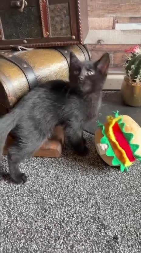 Mixed Breed cats for sale: 9 week old kittens ready to leave.  - Video 1