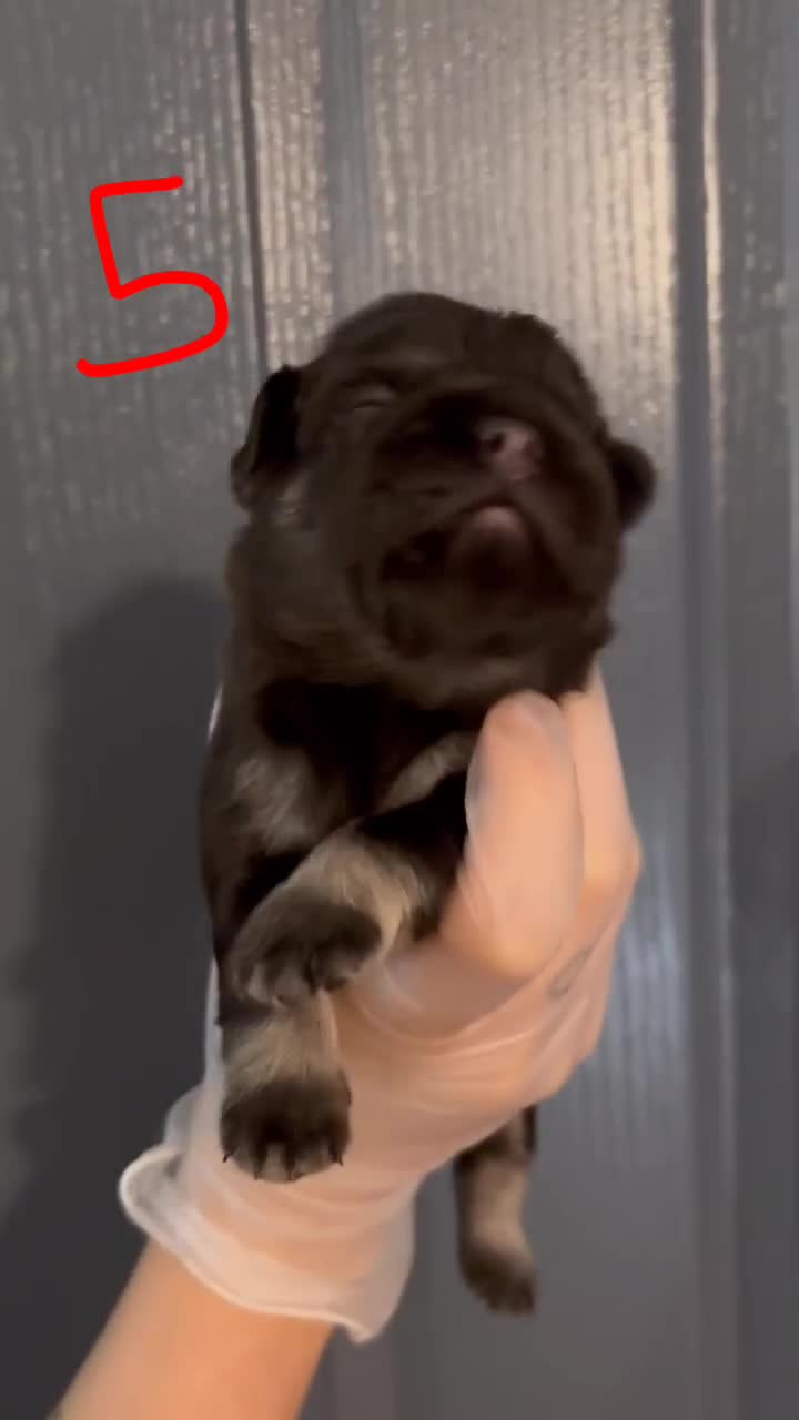 French Bulldog dogs for sale: Pink testable **s 🩷💙🍫🍪🔥 - Video 5