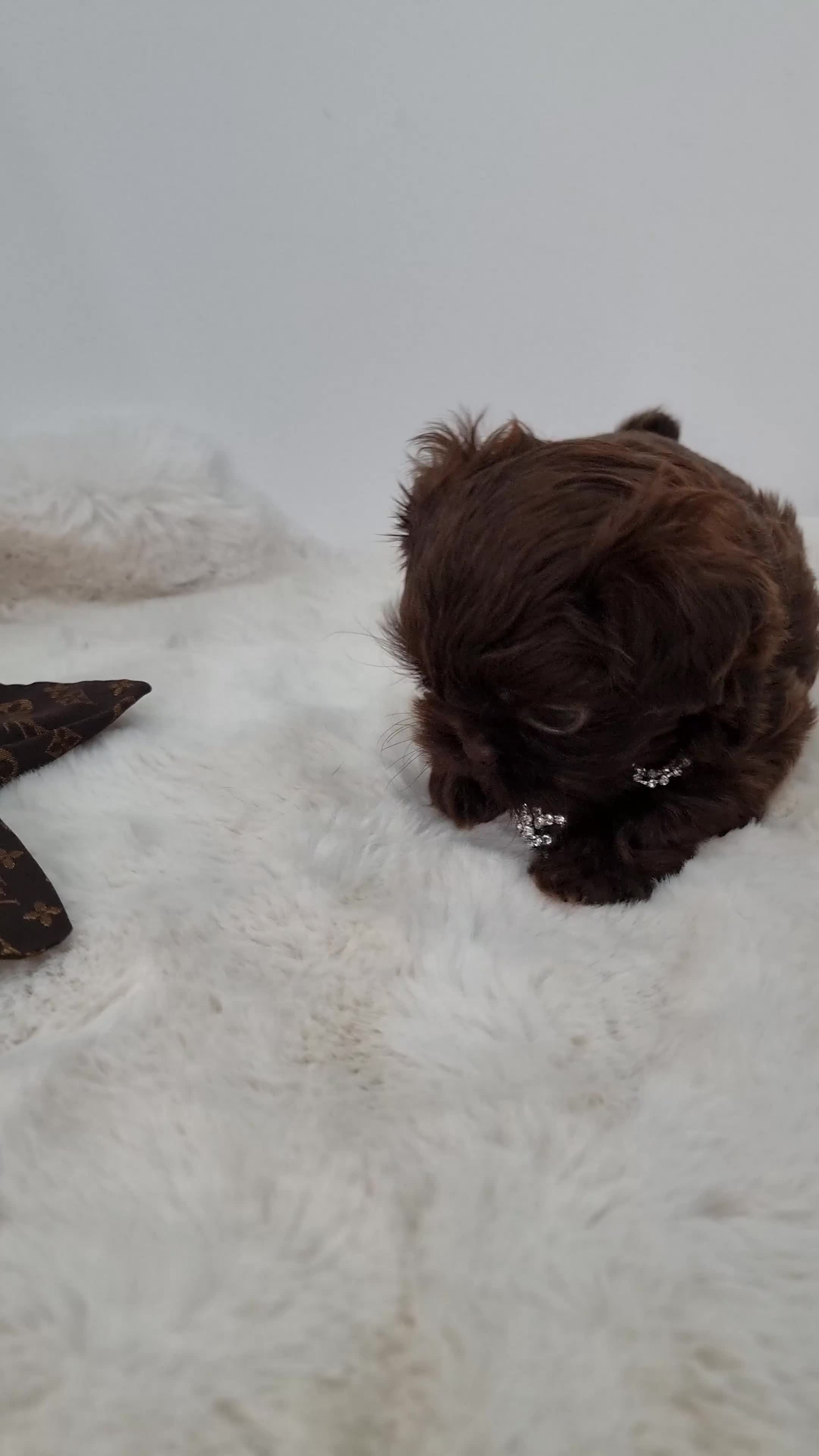 Shih Tzu dogs for sale: Last gorgeous tiny chocolate boy available - Video 2
