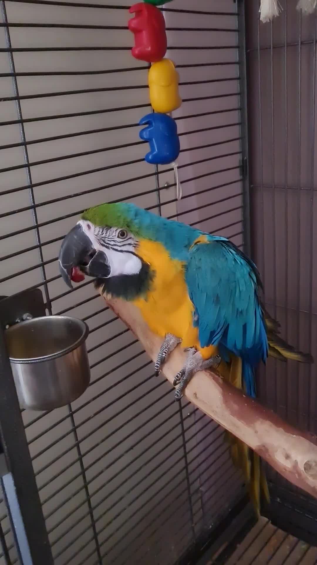 Macaws birds for sale: Monty the Macaw parrot - Video 1