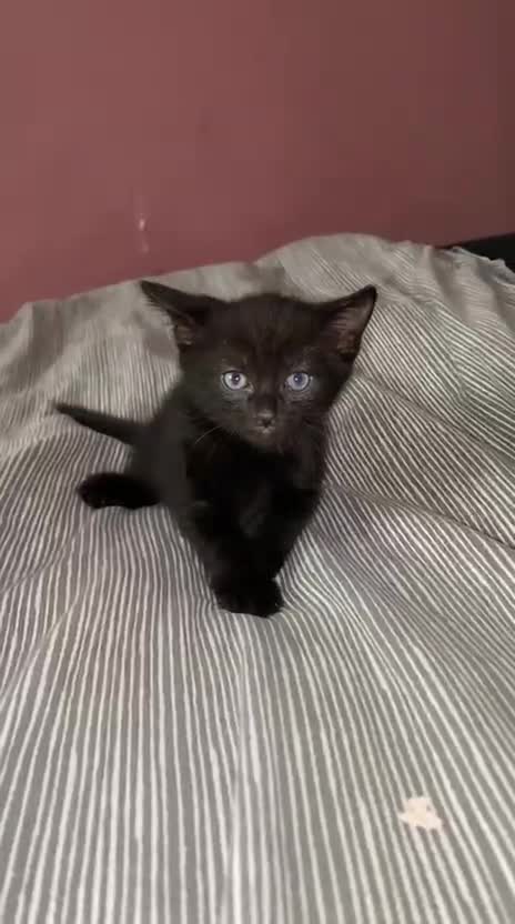 Mixed Breed cats for sale: Last 2 remaining reduced price  - Video 2