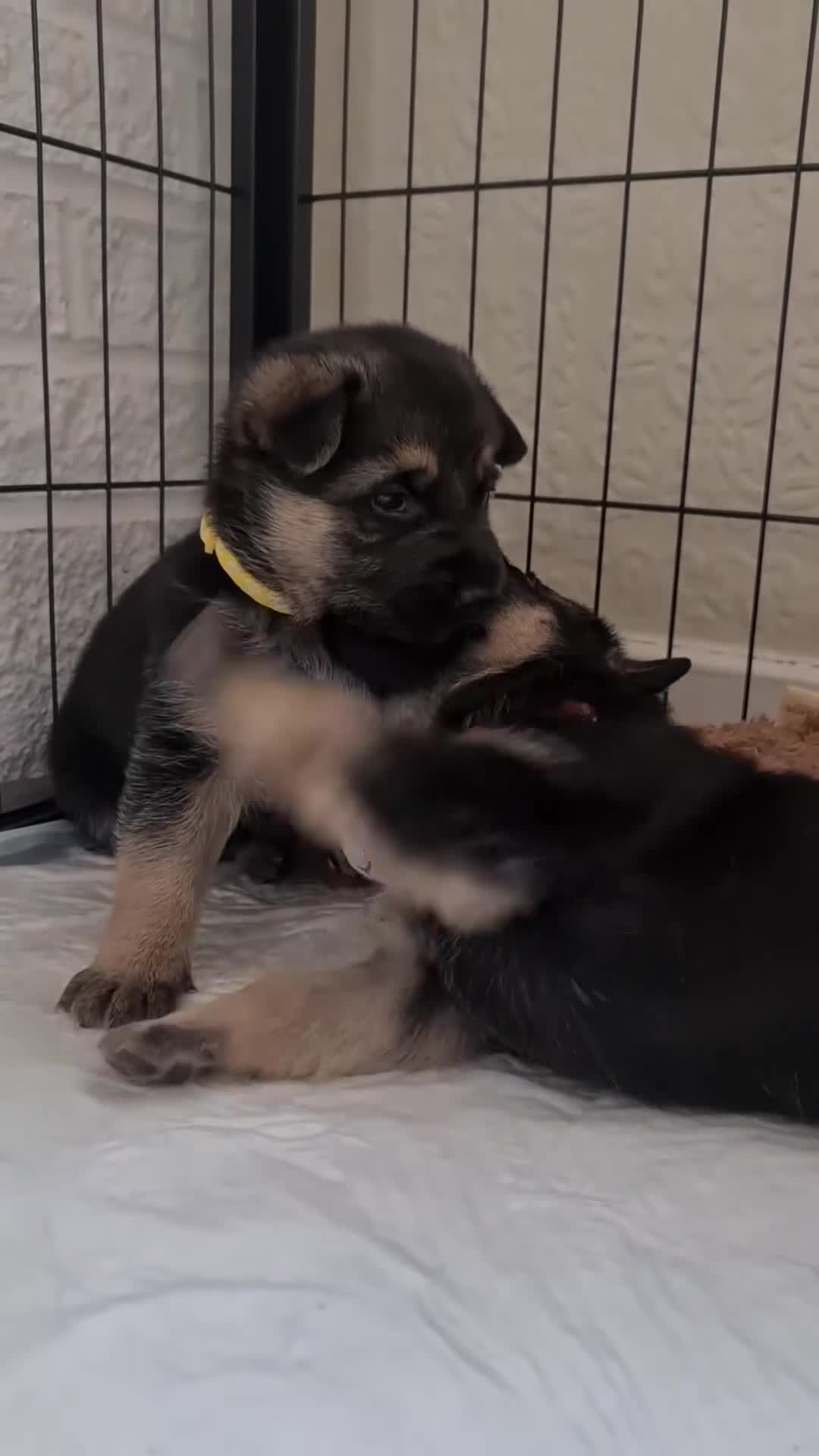 German Shepherd dogs for sale: 100% Healthy Pure Breed  German Shepherd Puppies  - Video 2