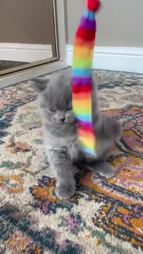 British Shorthair cats for sale: Gorgeous cute British Short Hair Kittens - Video 1