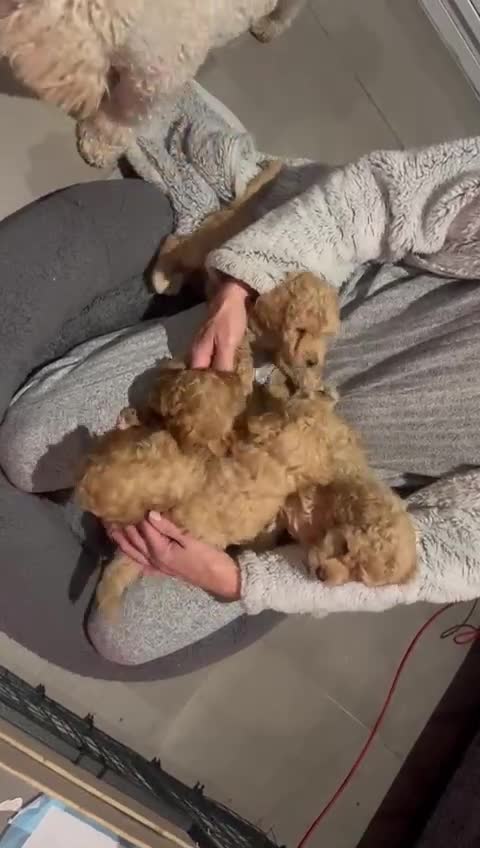 Toy Poodle dogs for sale: KC Registered Toy Poodle Treasures  - Video 2