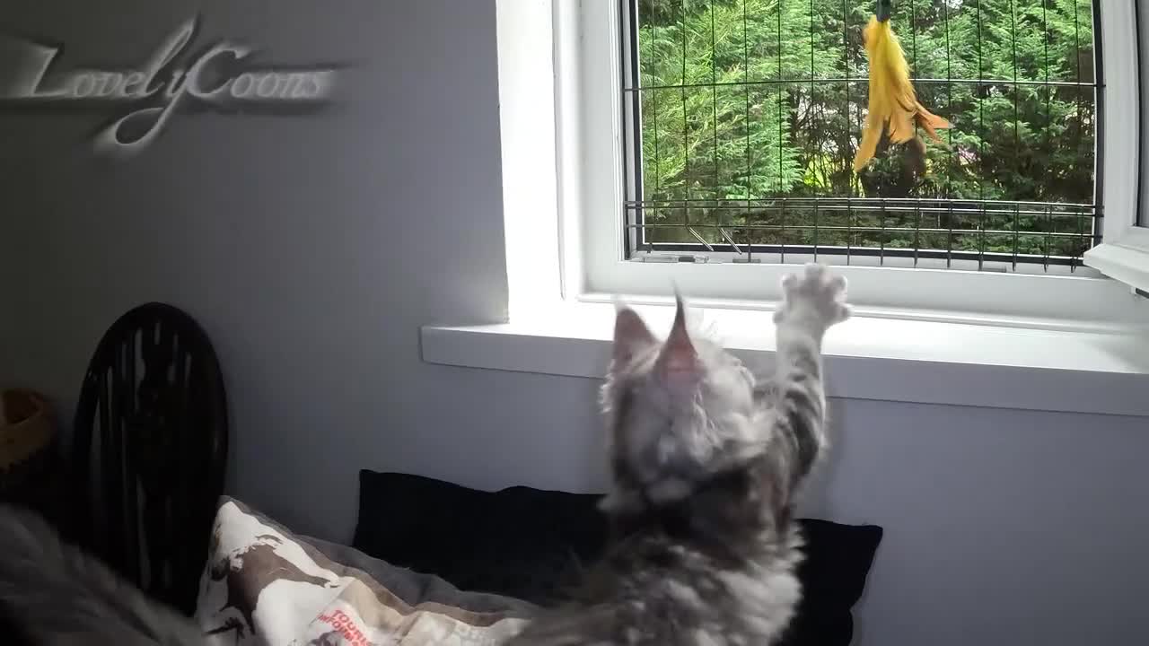 Maine Coon cats for sale: STUNNING XL PEDIGREE MAINE COON KITTENS  - Video 2