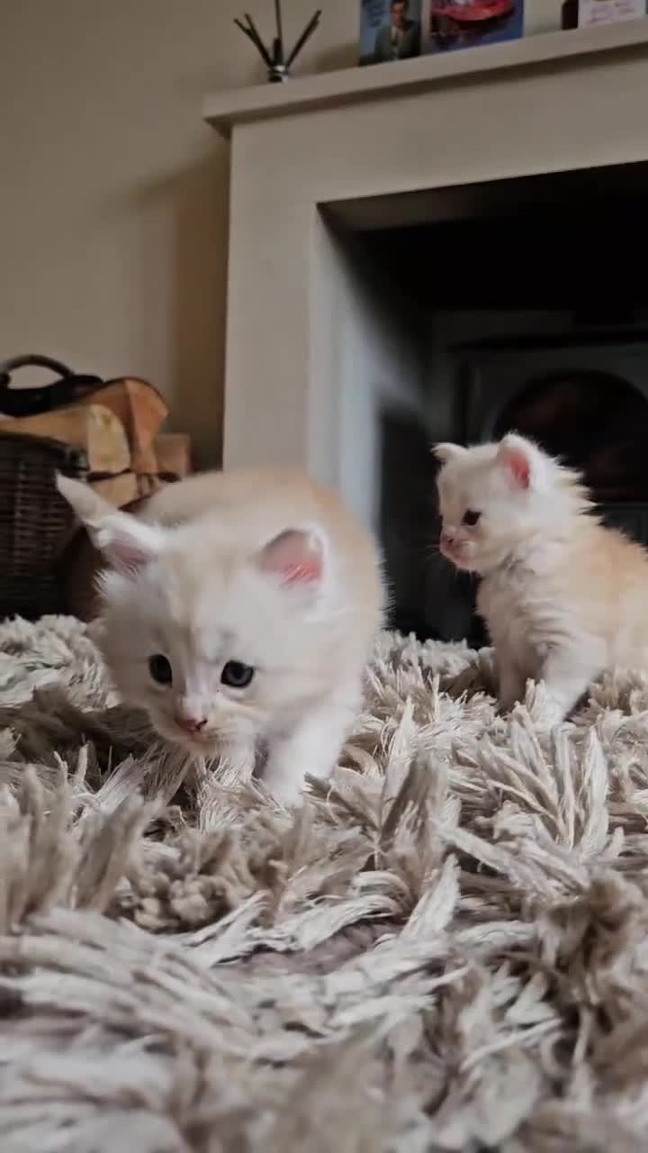 Maine Coon cats for sale: XXL Exceptional Pedigree Kittens Russian line - Video 2