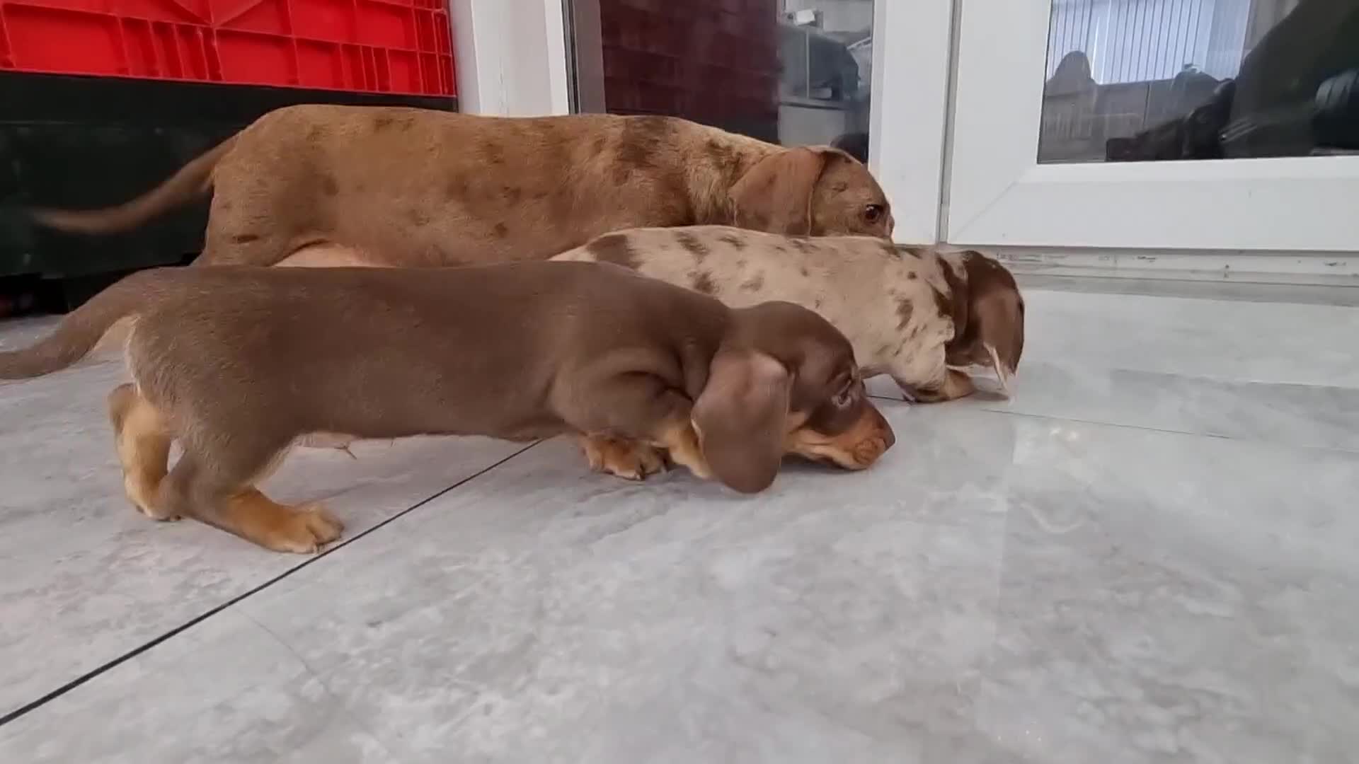 Miniature Dachshund dogs for sale: Kc registered  super mini  dachshunds  - Video 1